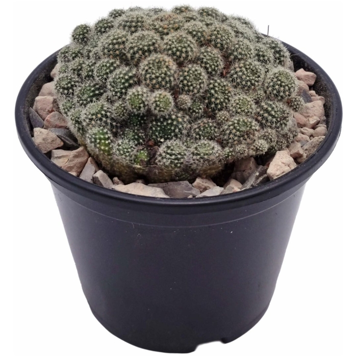 Ребуция альбифлора