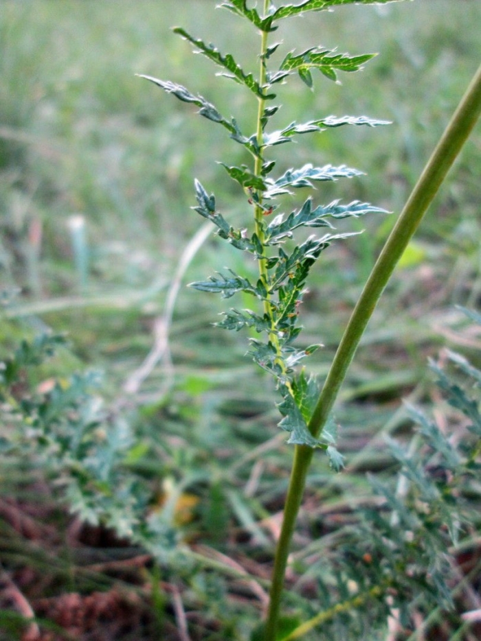 Полынь обыкновенная artemisia vulgaris