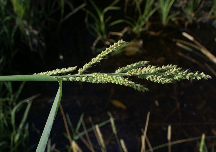 Ежовник обыкновенный