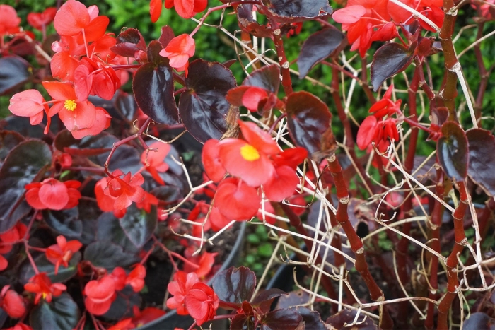 Бегония сплендид алфира