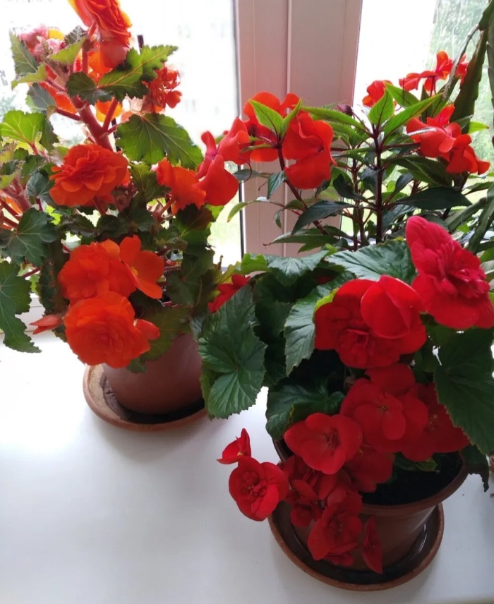 Бегония комнатная элатиор