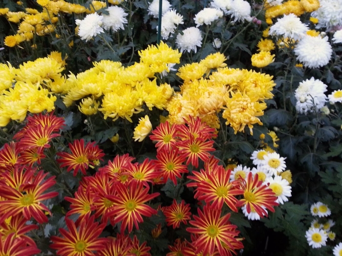 Хризантема корейская арлекин