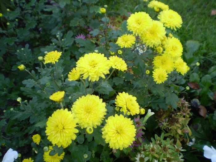 Хризантема желтая мелкоцветковая