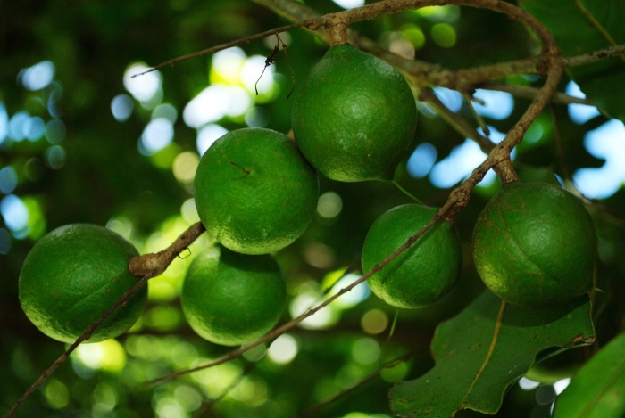 Орех кукуи и макадамия