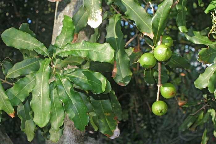 Макадамия integrifolia