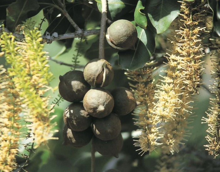 Macadamia integrifolia