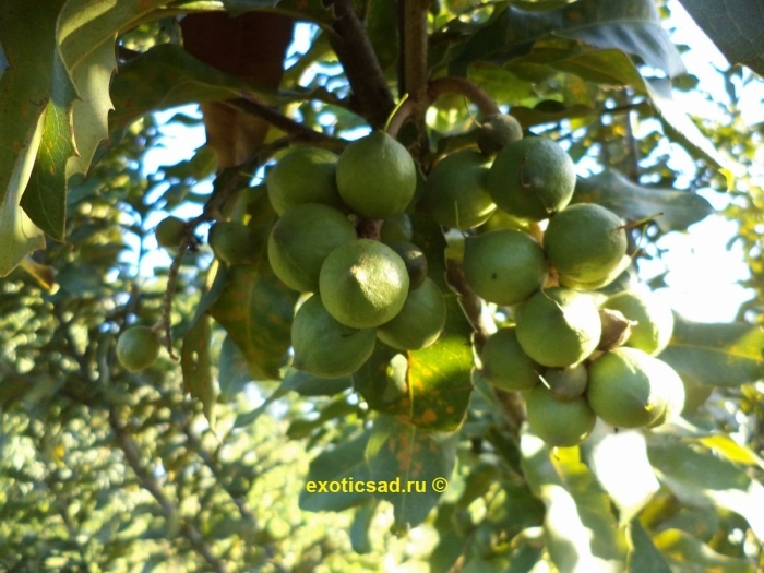 Макадамия орех