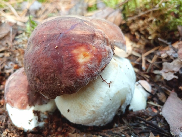 Боровой белый гриб