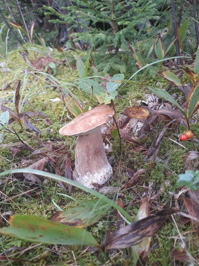 Грибник подмосковья