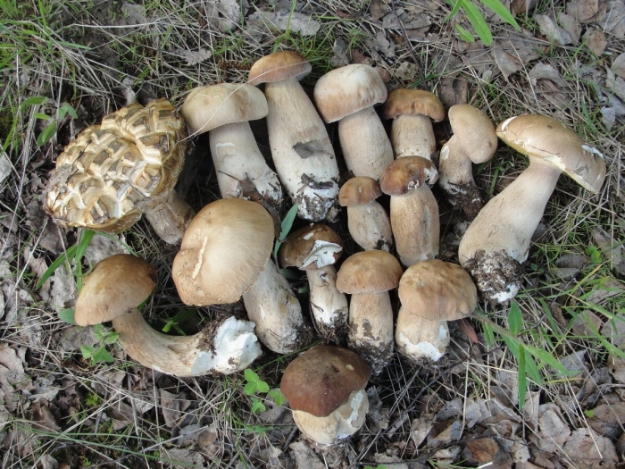 Про белый гриб