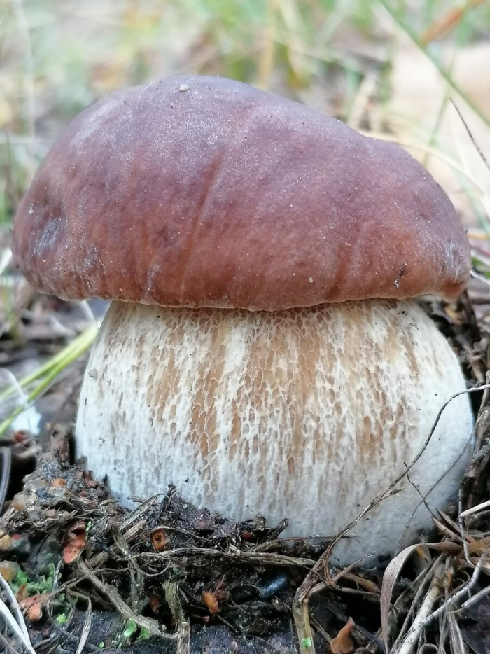 Белый гриб маленький