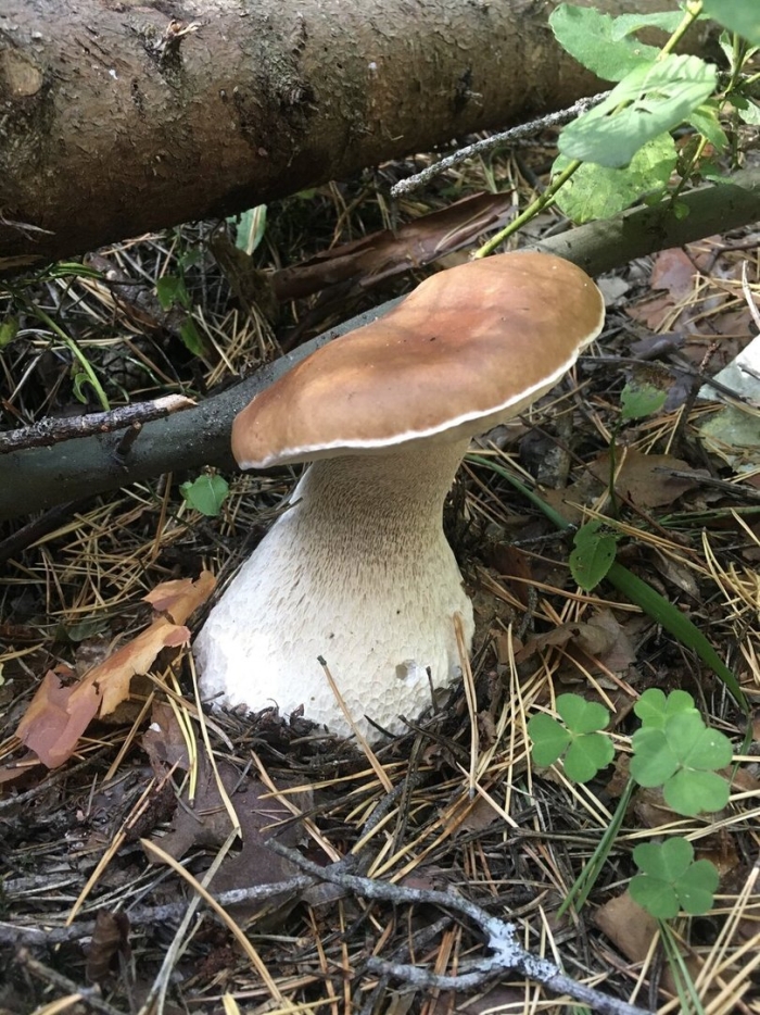 Гриб боровик