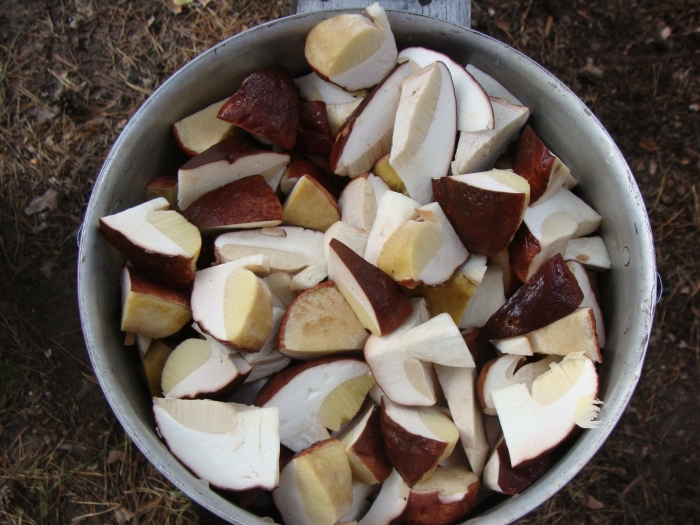 Белый гриб кубик замороженный