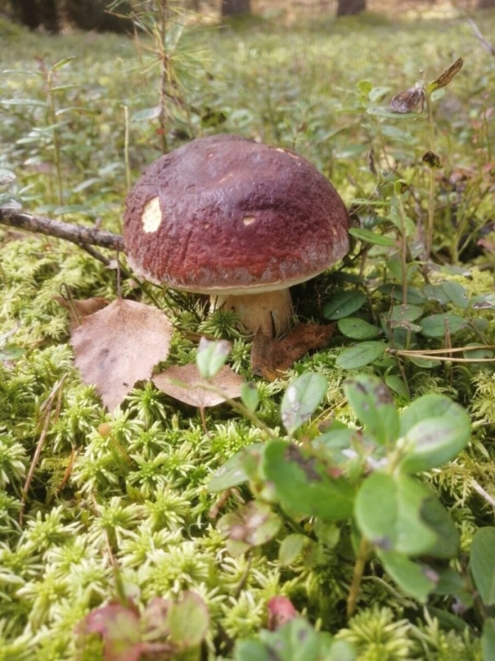 Грибы ленинградской области