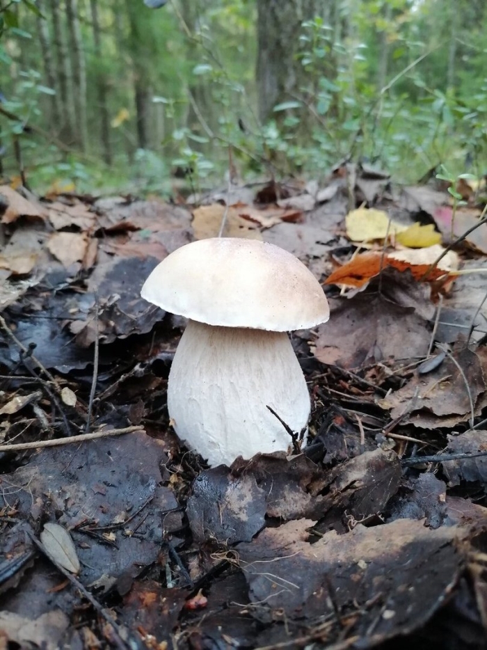 Боровик белый гриб