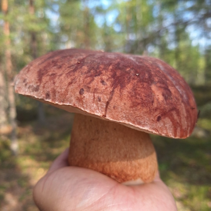 Съедобные грибы средней полосы россии