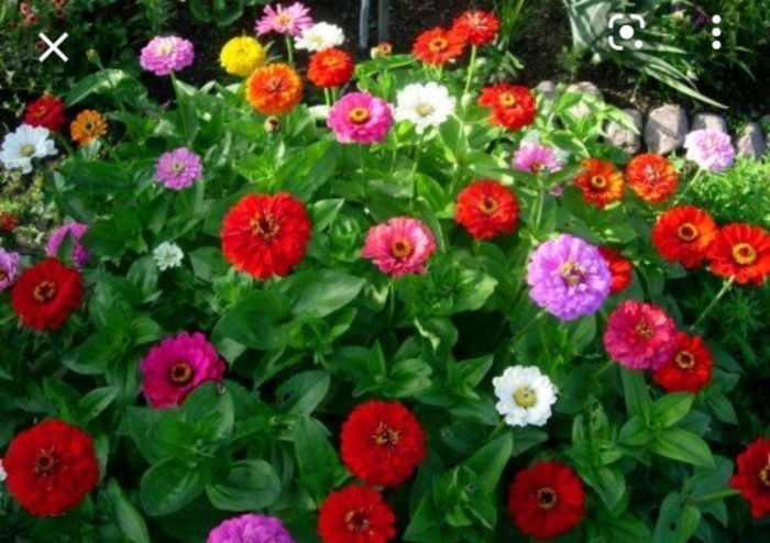 Цинии однолетние