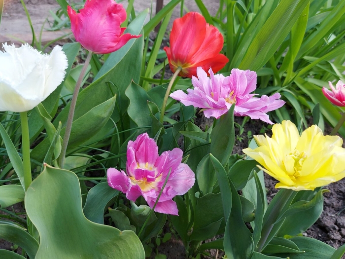 Сорт тюльпанов