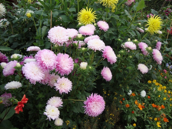 Астра однолетняя аполлония