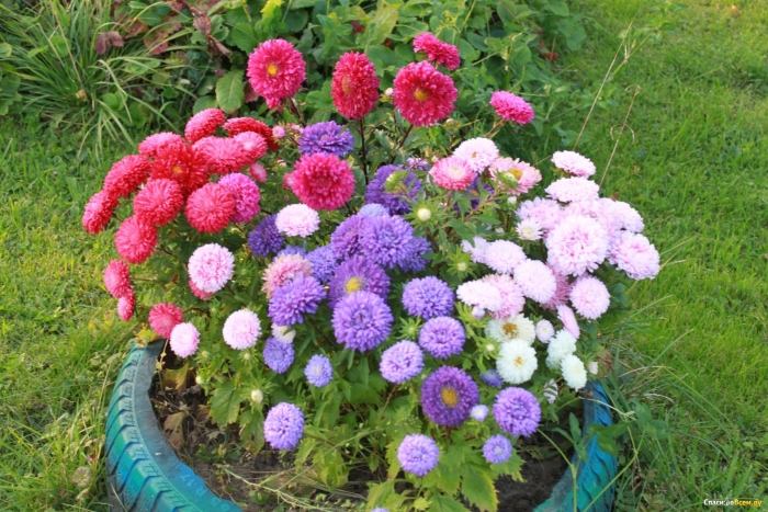 Астра однолетняя