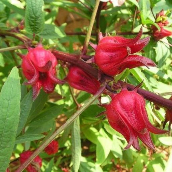 Розелла суданская роза