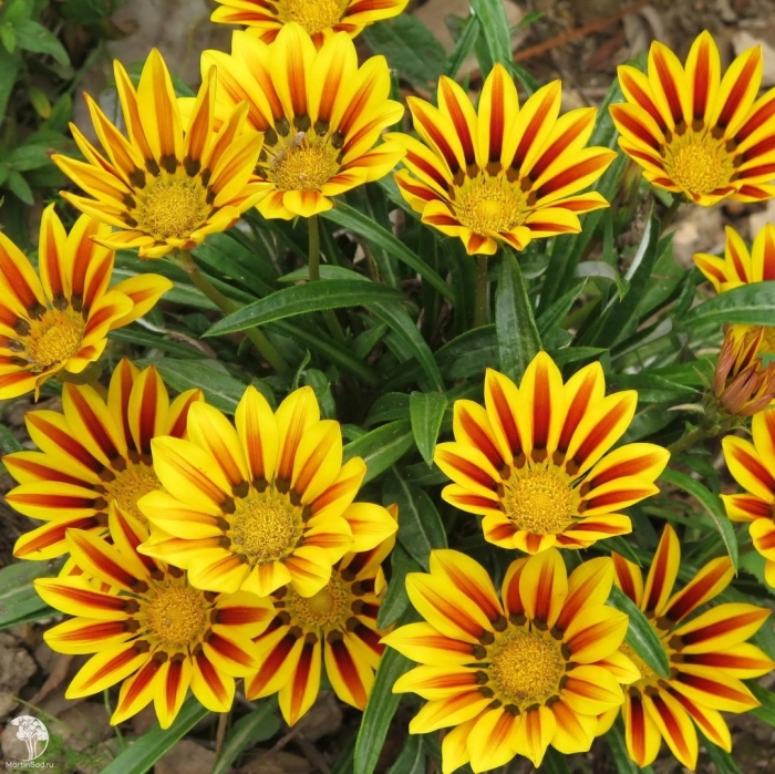 Гацания гибридная