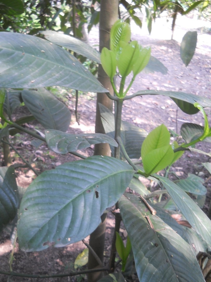 Garcinia pedunculata