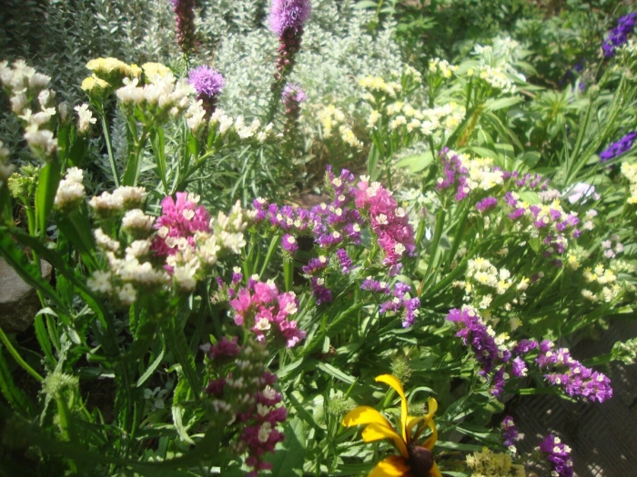 Статица цветы рассада