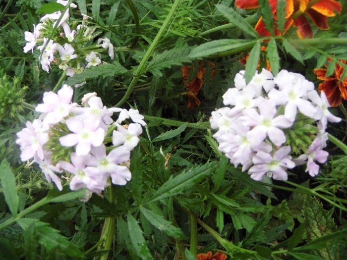 Вербена кварц белая