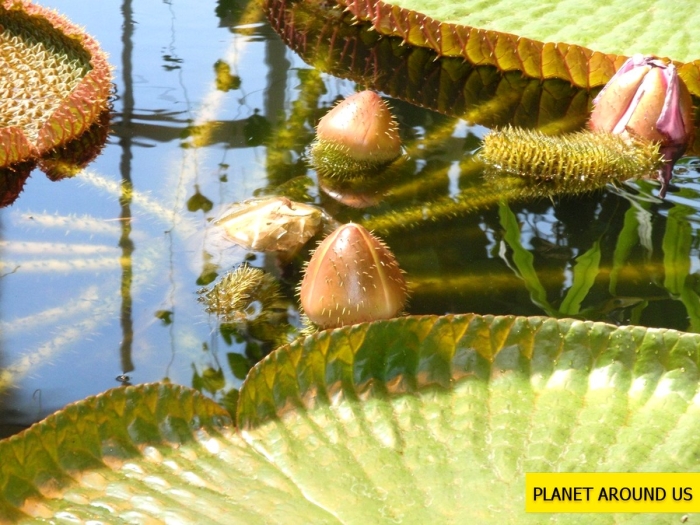 Кувшинка виктория регия