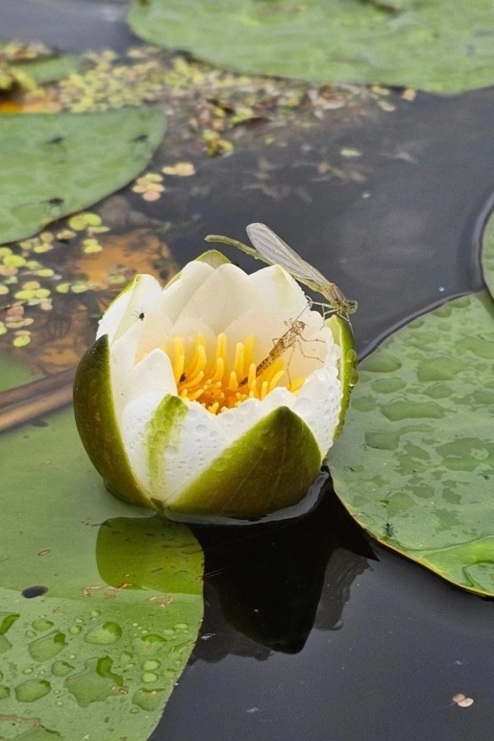 Белая кувшинка