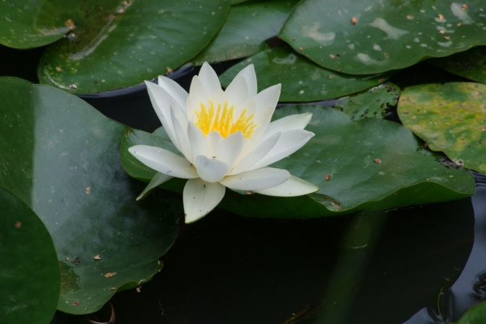 Nymphaea tetragona