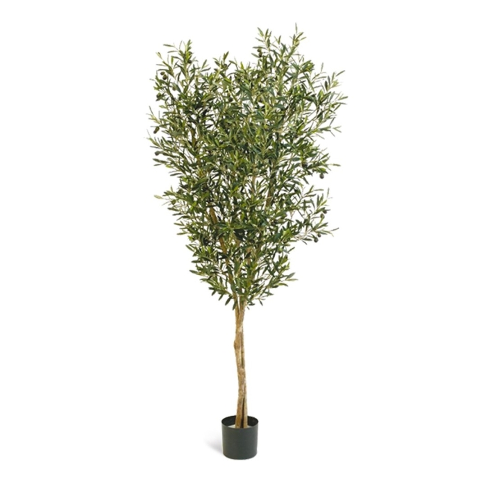 Олива нэйчерел с плодами