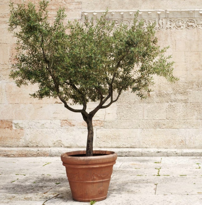 Олива дерево комнатное