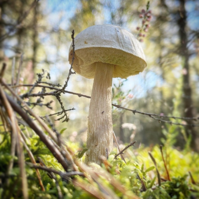 Подберезовик белый болотный