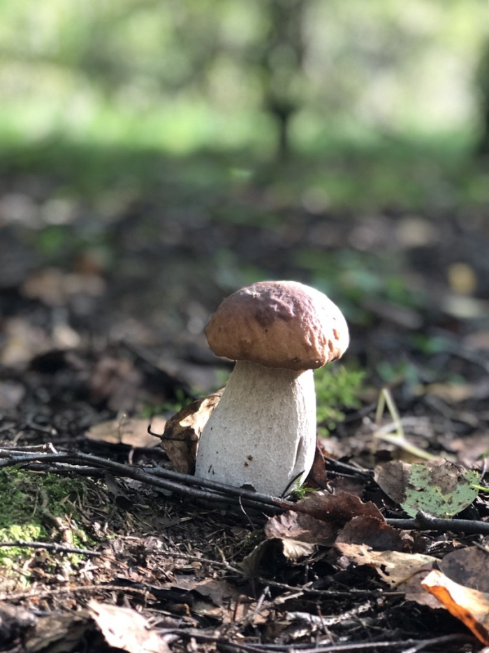 Белый гриб и мухомор