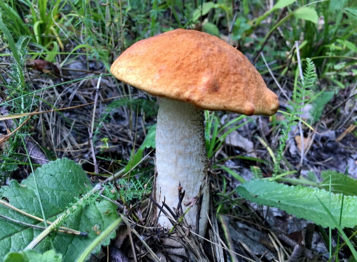 Грибы подосиновик белый