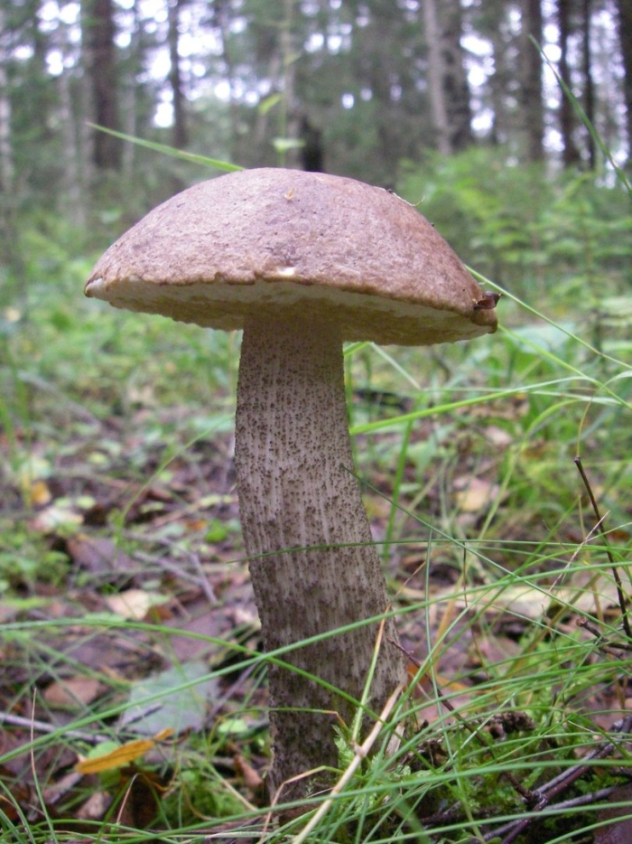 Грибы подосиновики и подберезовики