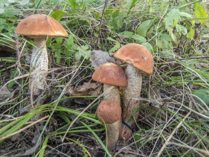 Бледный подосиновик