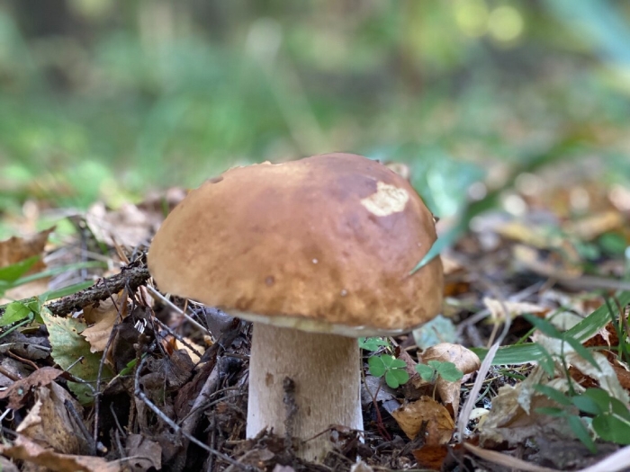 Боровик белый гриб