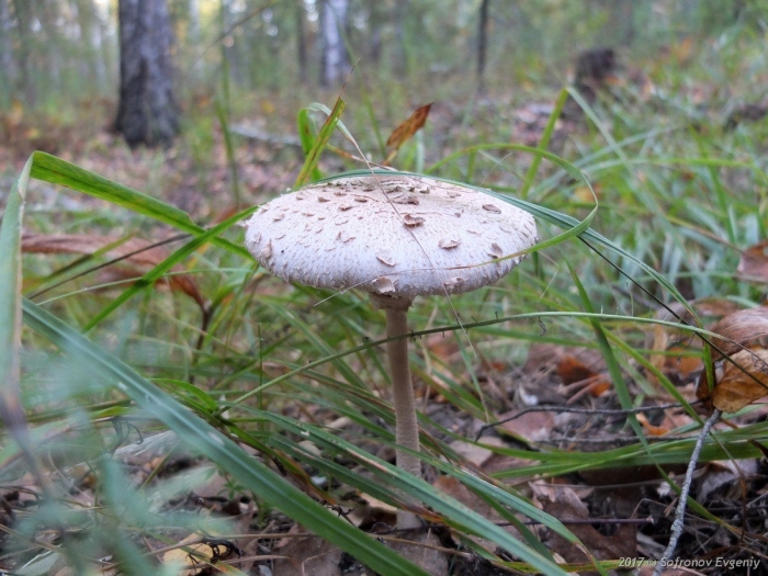 Гриб зонтик пёстрый macrolepiota procera