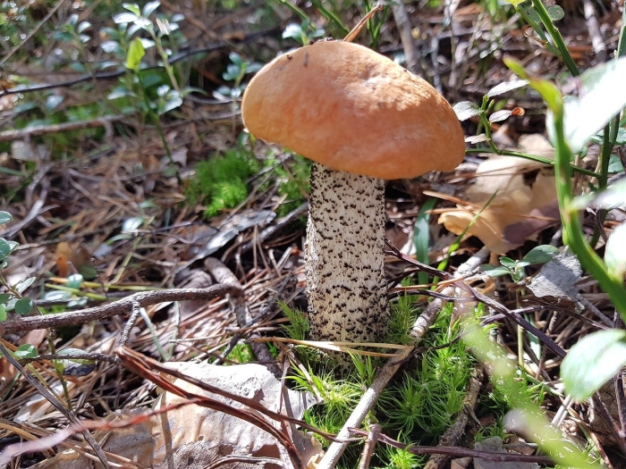 Подосиновик фотографии