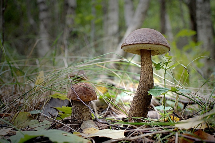 Подберезовик черноголовик