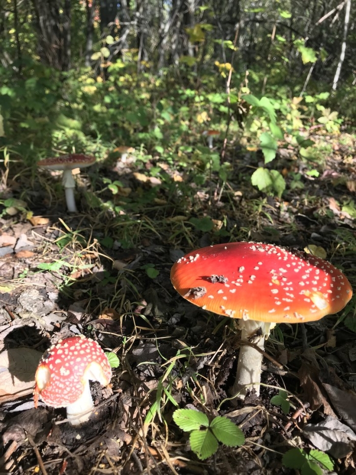 Глухой гриб