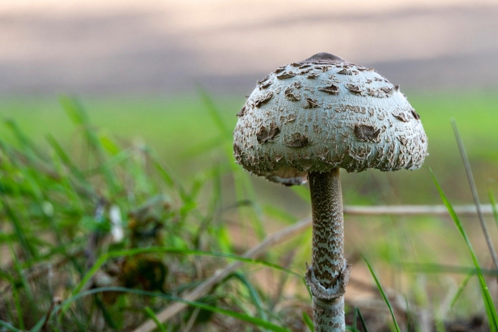 Зонтик пёстрый macrolepiota procera