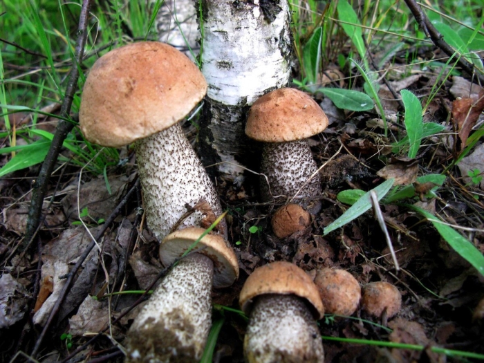 Подберезовик обыкновенный