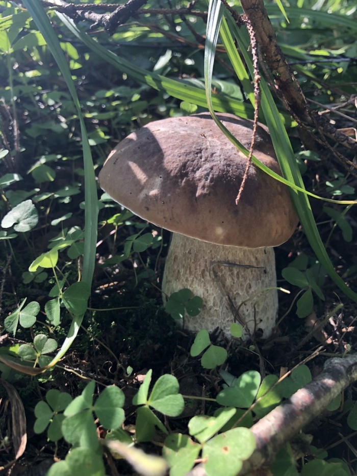 Подберезовик поганка