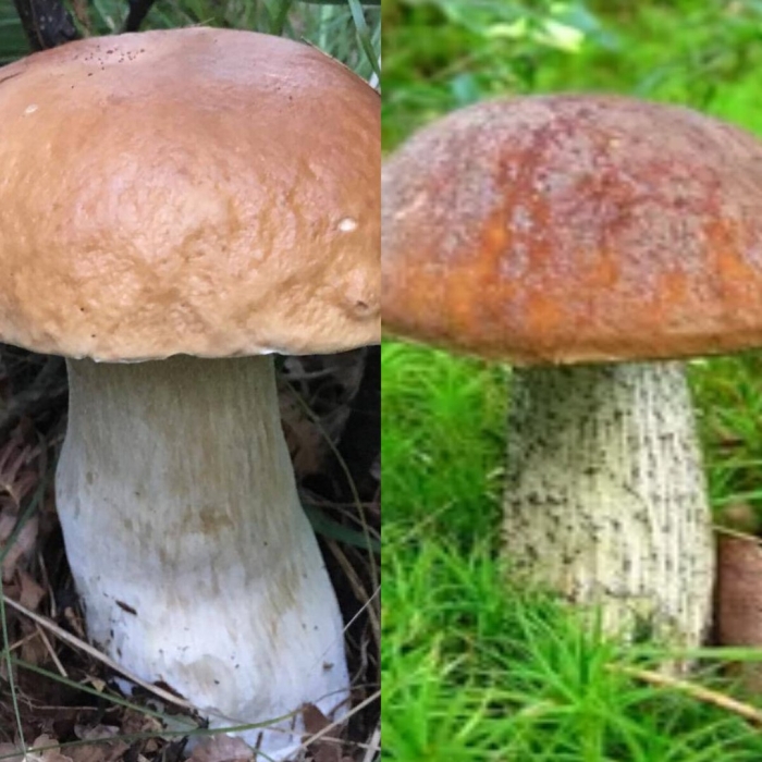 Ложный боровик белый гриб