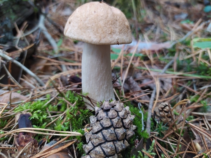 Осиновик подосиновик белый