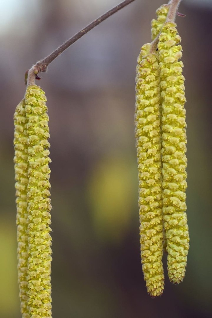 Соцветие лещины
